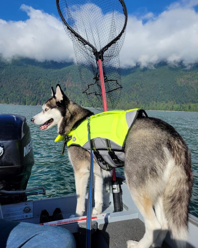 Dicas para navegar com segurança com seu cachorro