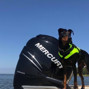 Dicas para navegar com segurança com seu cachorro
